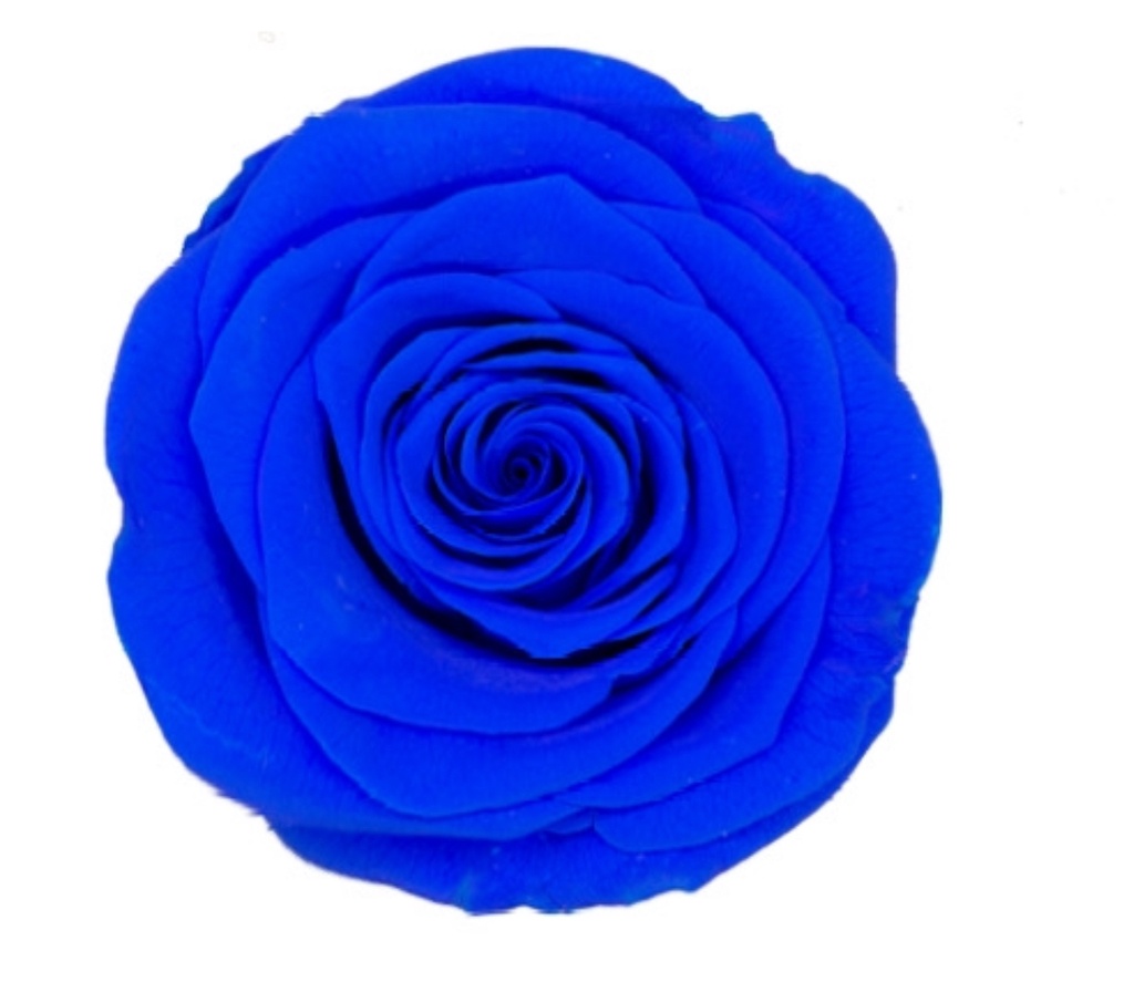 Rose (single-colour)/Klein Blue BX008