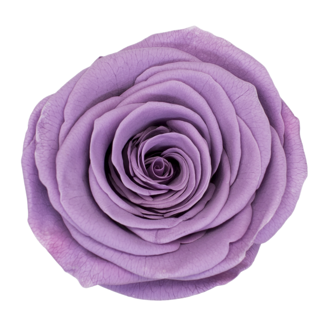 Rose (single-colour)/lavenderBX008