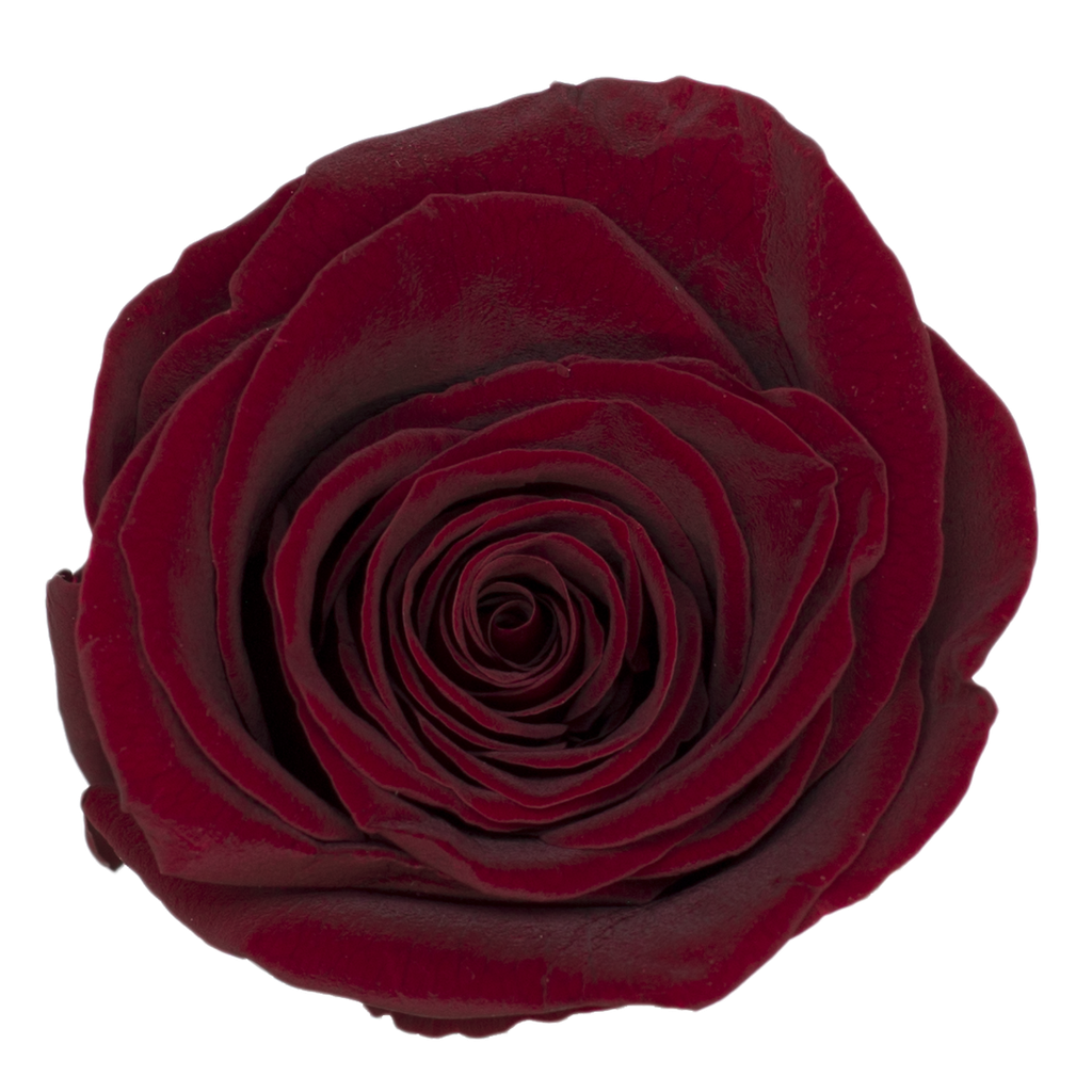 Wine Red / Preserved Rose 