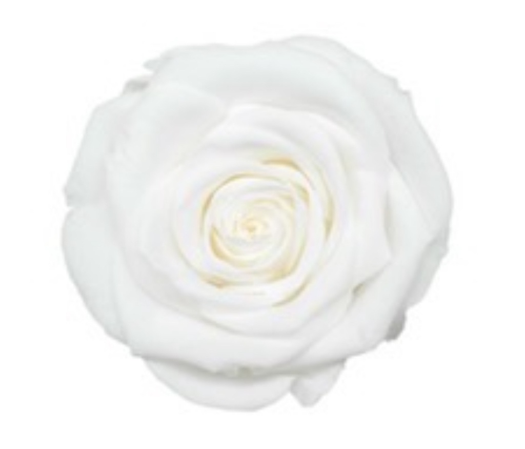 White / Preserved Rose