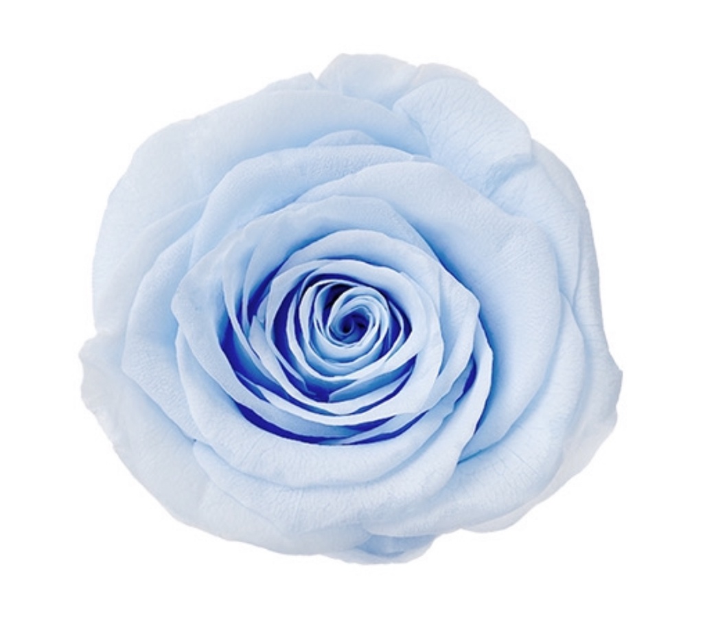 Rose (single-colour)/baby blue/BX008
