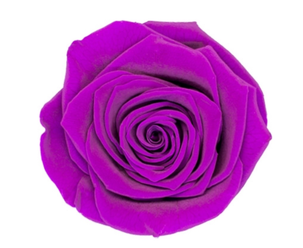 Rose (single-colour)/Classic purpleBX008