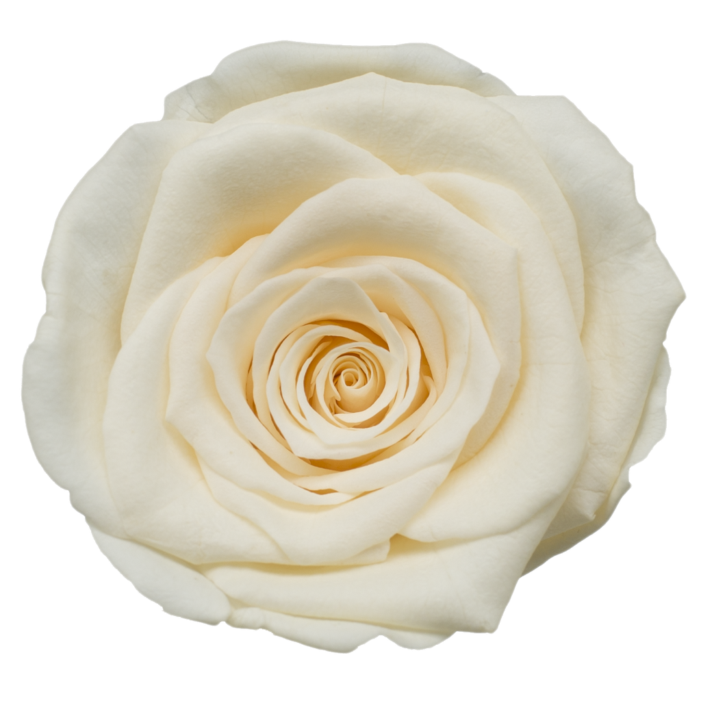 Yellow champagne / Preserved Rose 