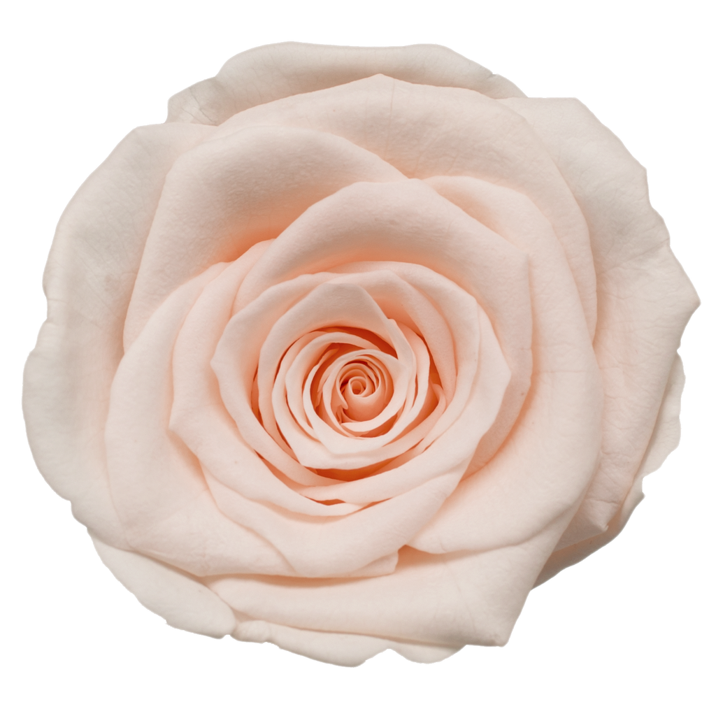 Rose (single-colour)/ Shimmer BX008