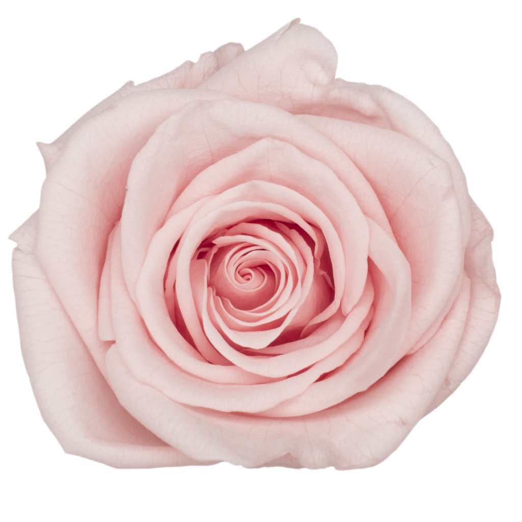 Rose (single-colour)/Light Peach BX008