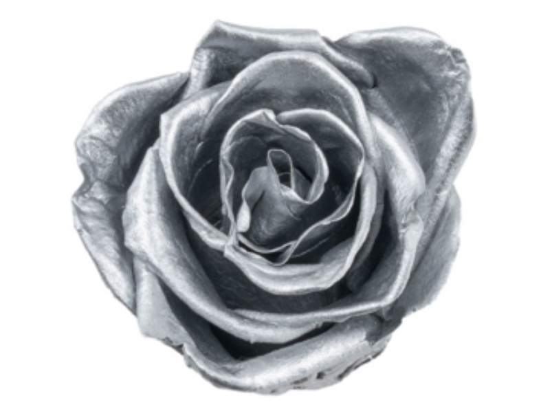 Silver Grey / Preserved Rose 