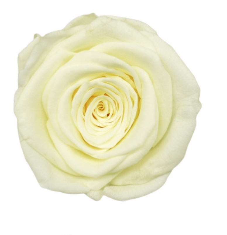 Creamy White / Preserved Rose 