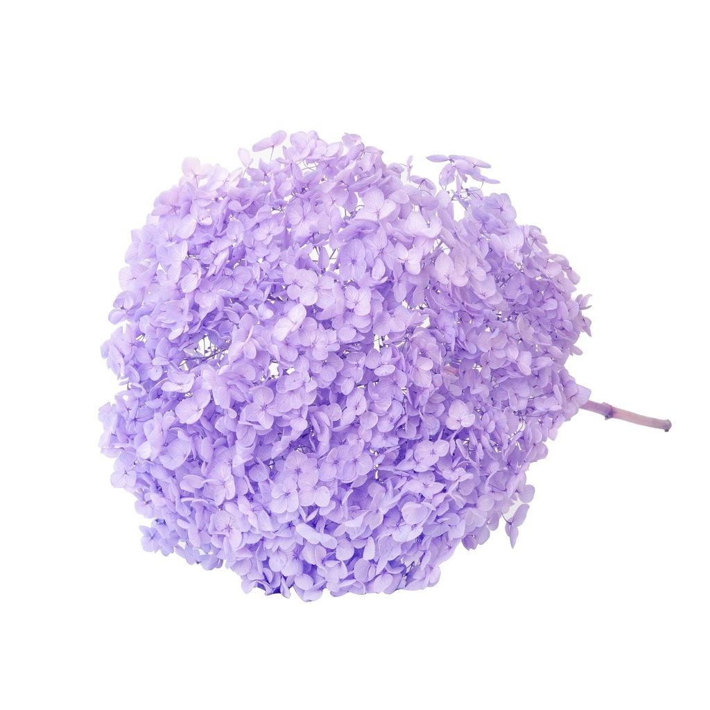 Grape purple/Snowball Bush Viburnum