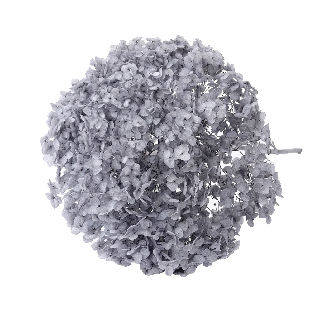 Light grey/Snowball Bush Viburnum