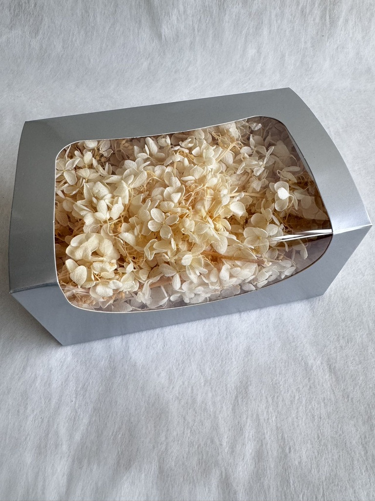 White Cream / Hydrangea 