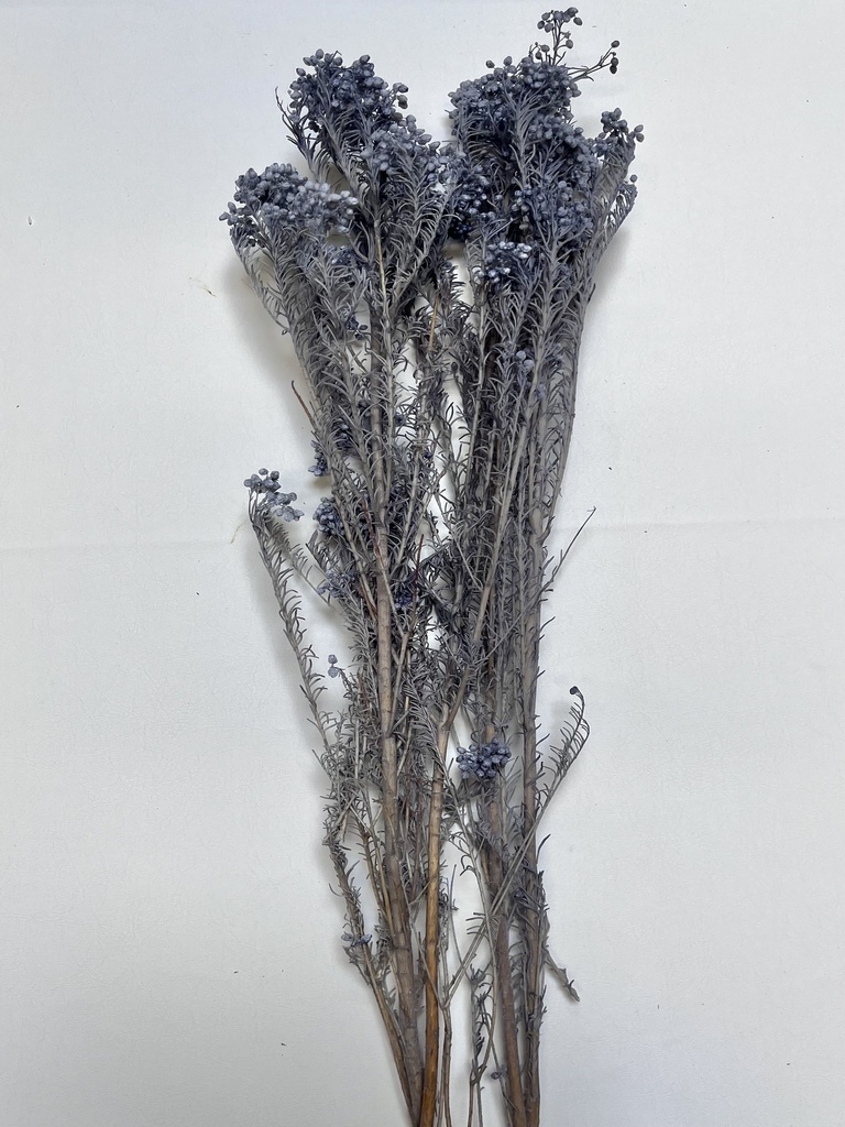 Grey/Rice Flower