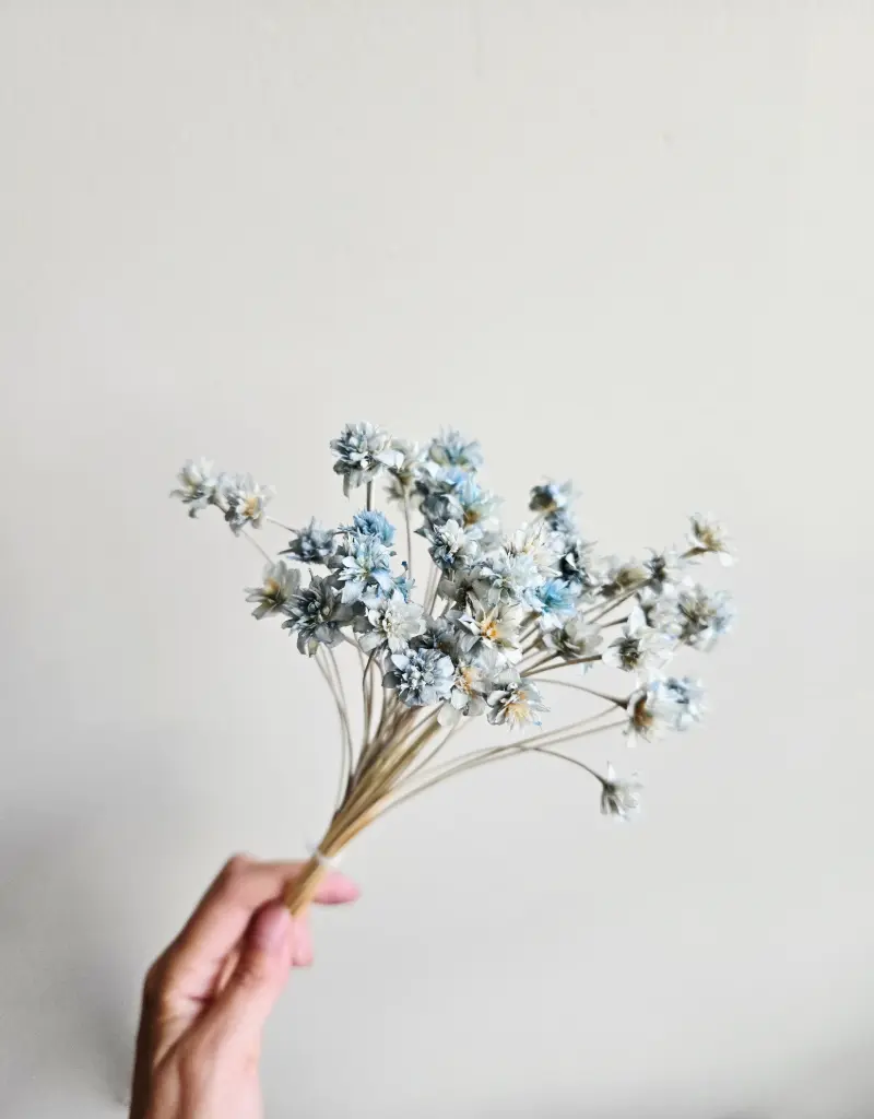 Sky Blue/Mini Corn Flower