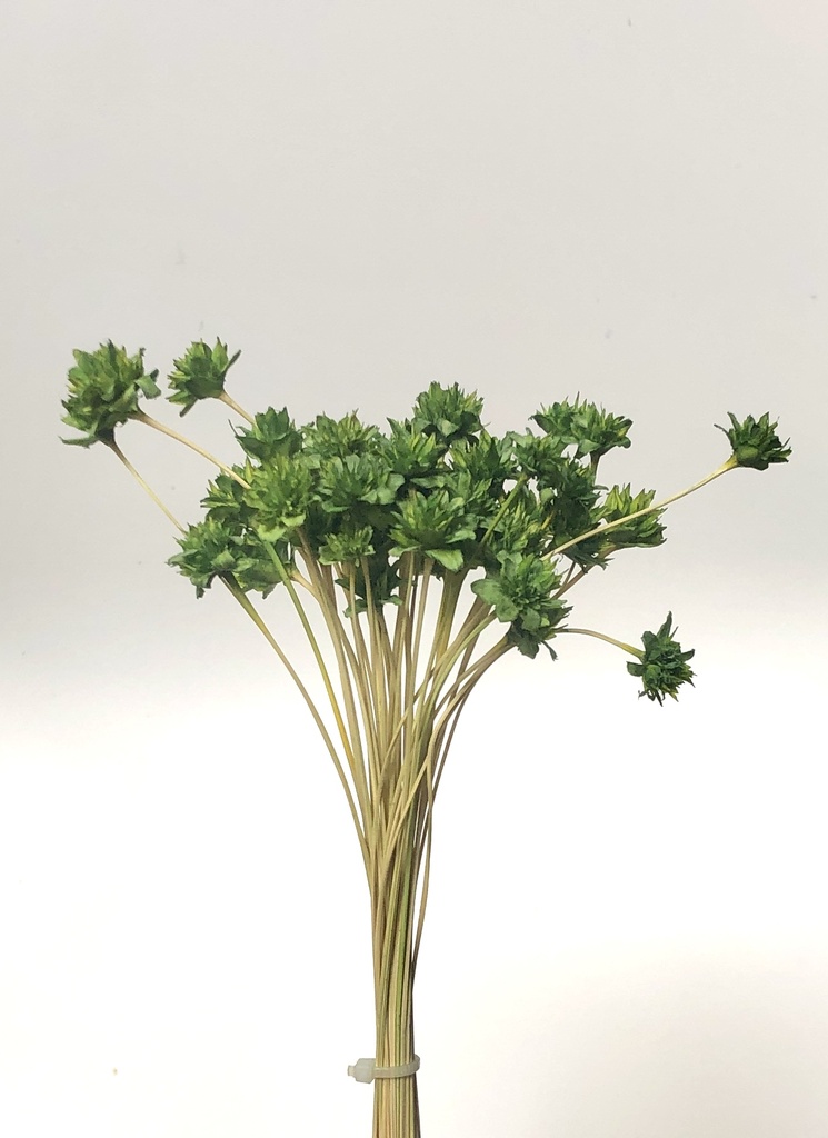 Grass Green/Small Mountain Flower(Mini Cone Flower）