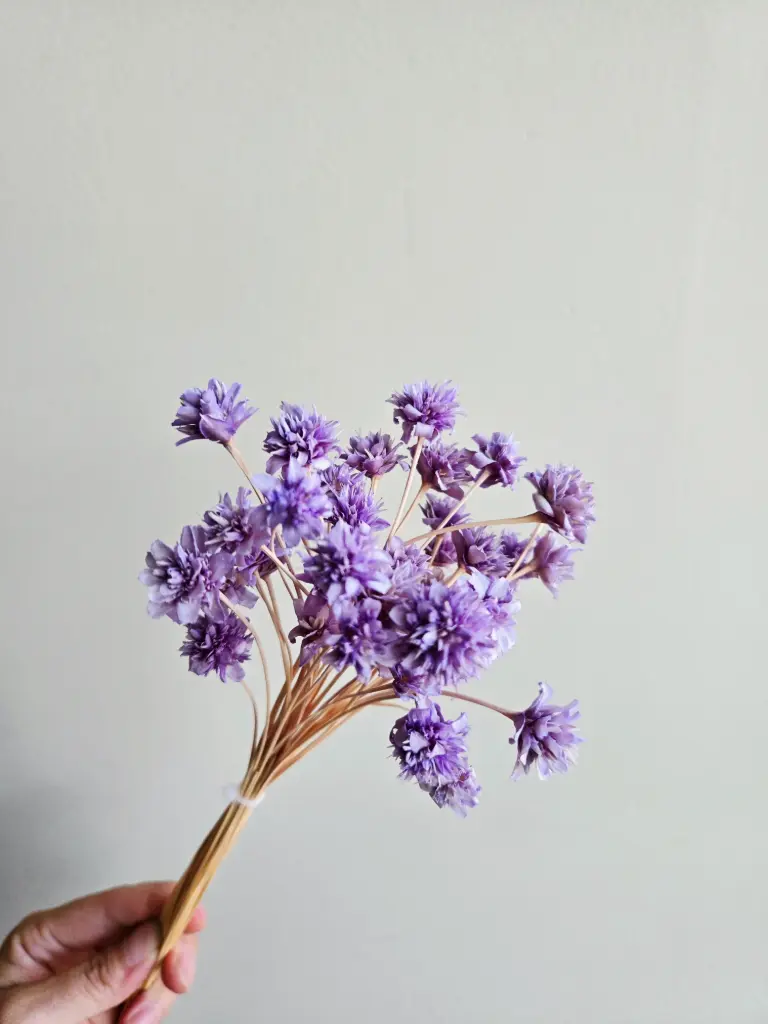 Lavender/Mini Corn Flower