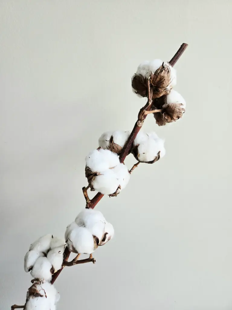 White/Cotton Flower(Natural)