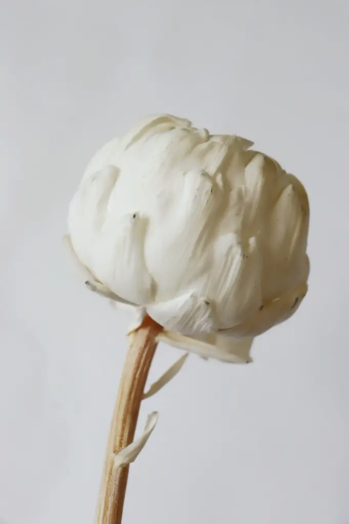 White / Lotus (Artichoke)