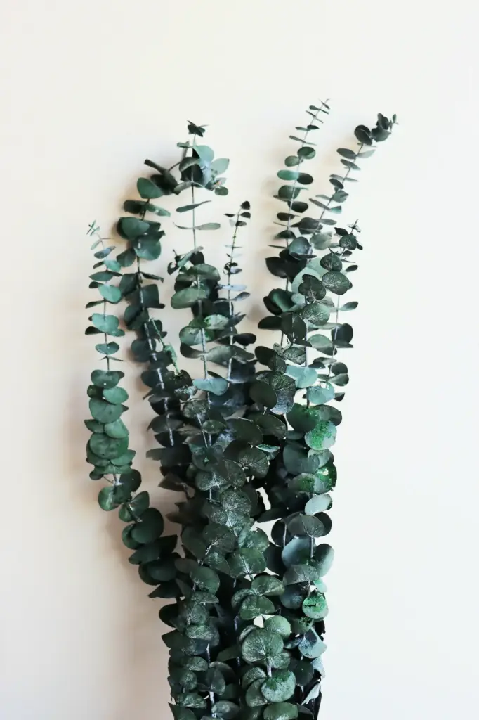 Green / Baby Blue Eucalyptus