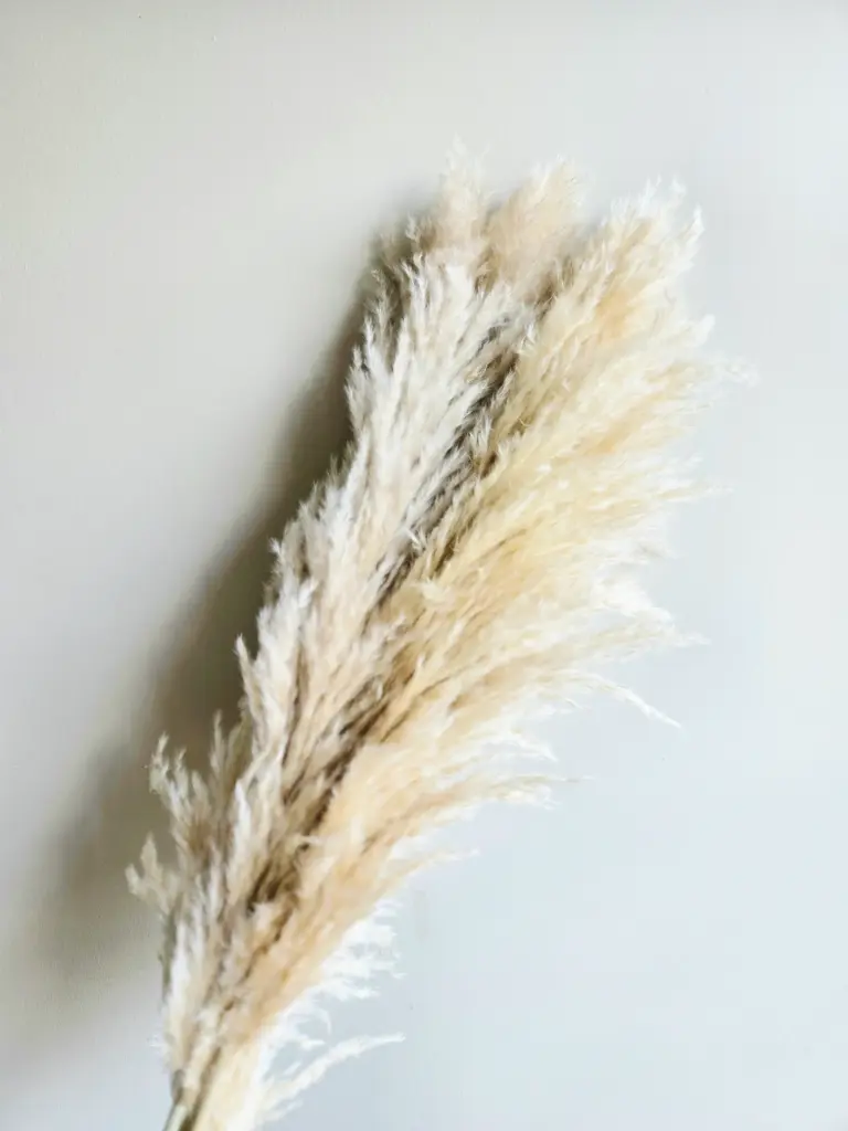  Beige / Large Pampas (10stems)