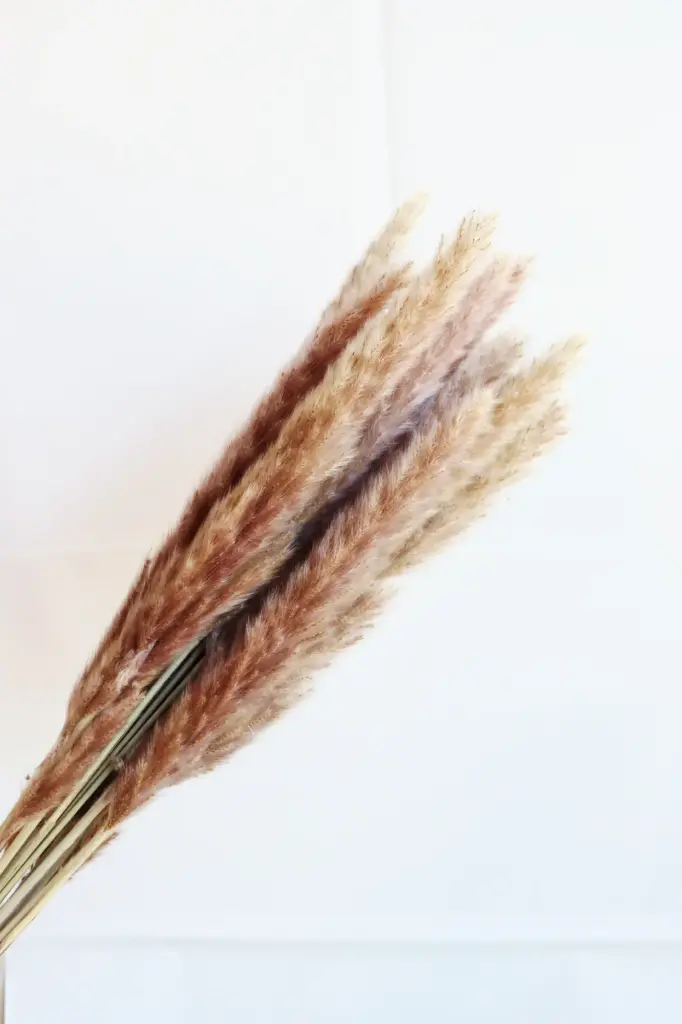 Brown / Mini Pampas