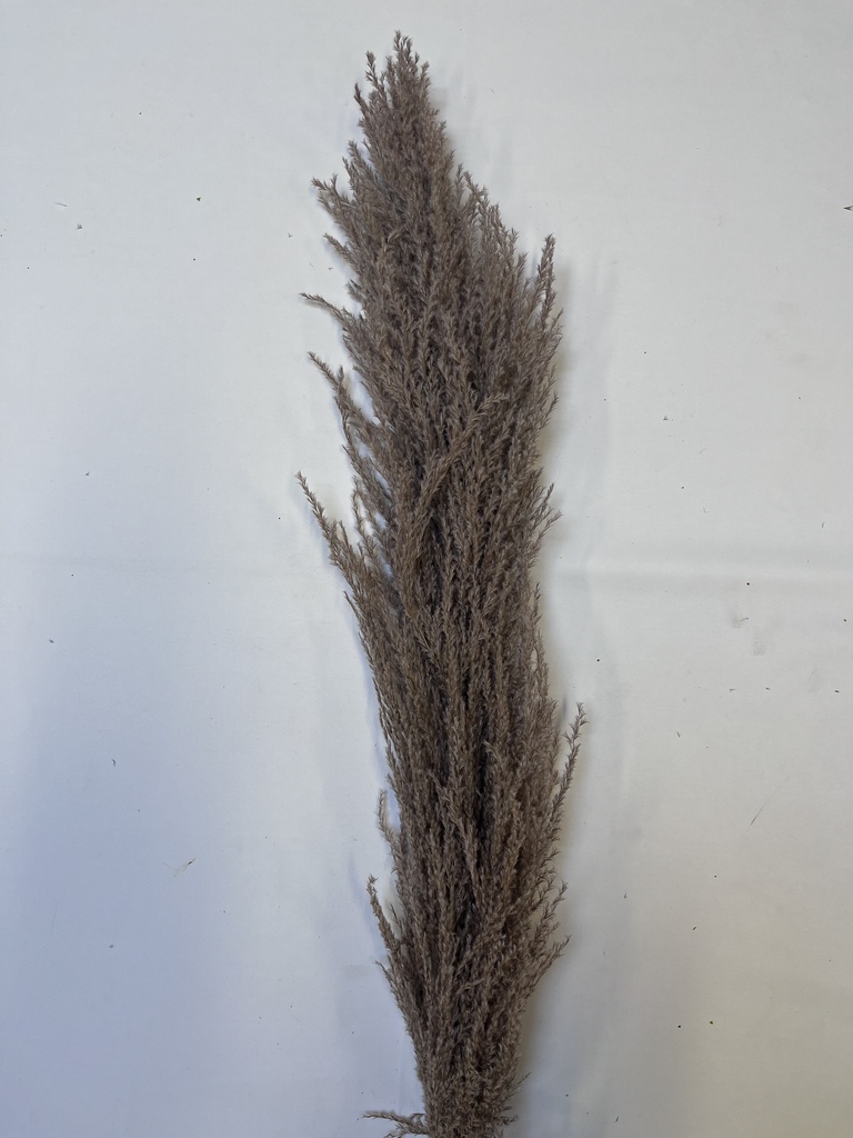 Iron Reed Pampas