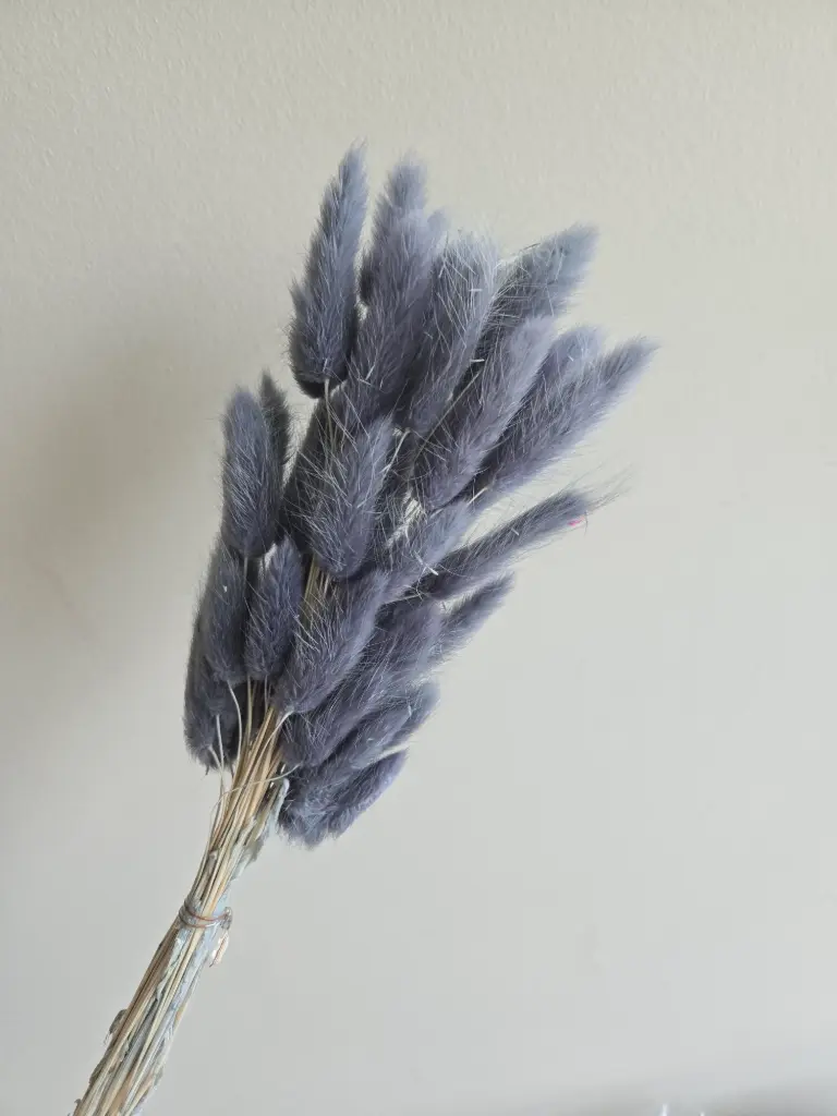 Dark Grey Blue/ Lagurus (Bunny Tail )