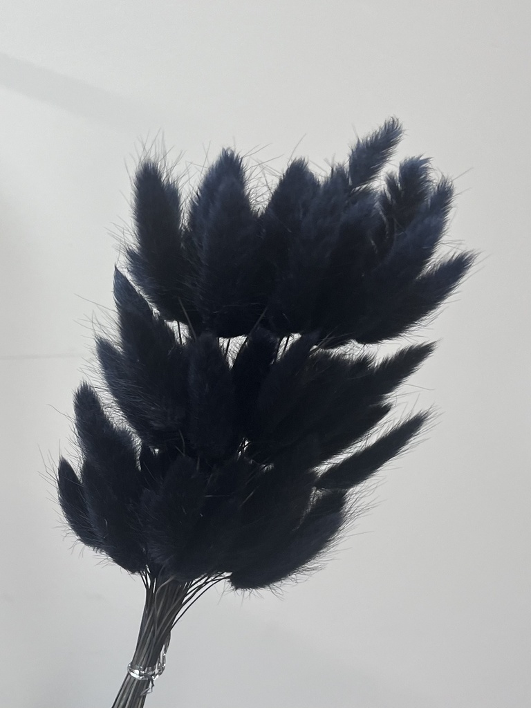 Black Brown/Lagurus (bunny tail )