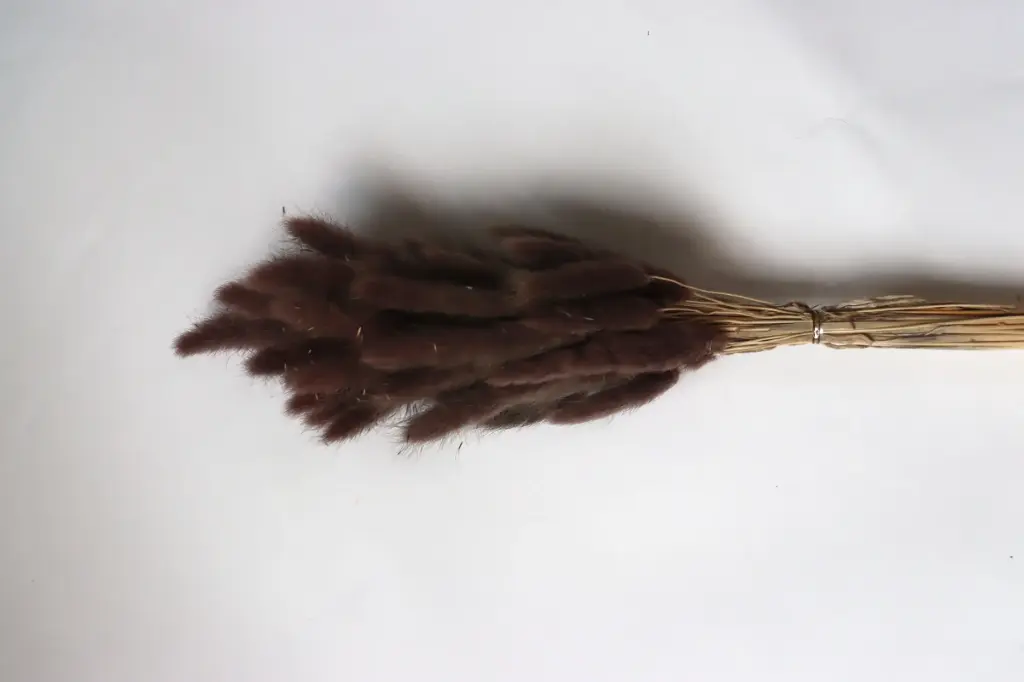 Black Brown/Lagurus (Bunny Tail )