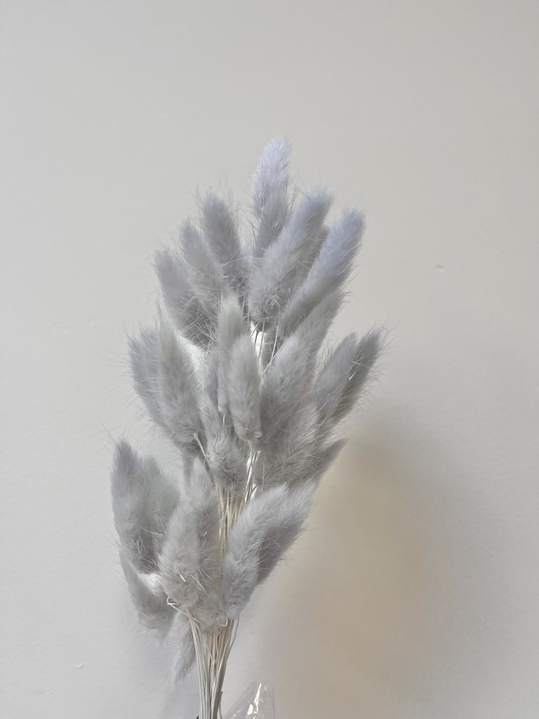 Grey/ Lagurus (Bunny Tail )