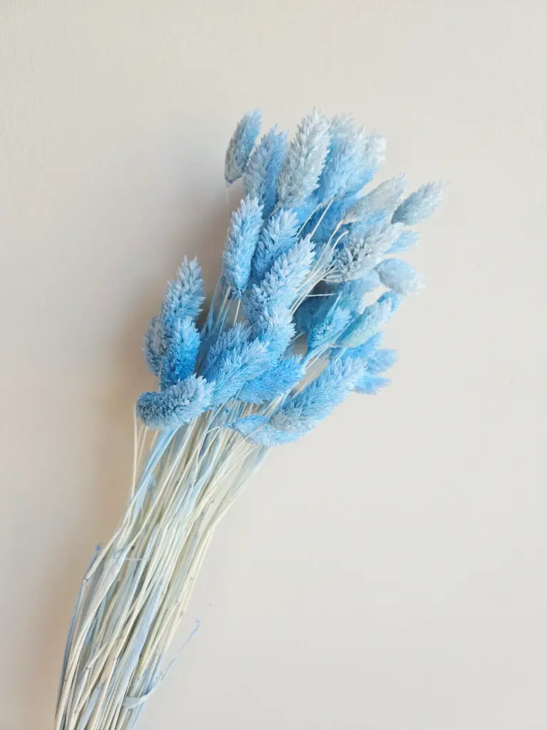 Light Blue / Gem Grass（phalaris）