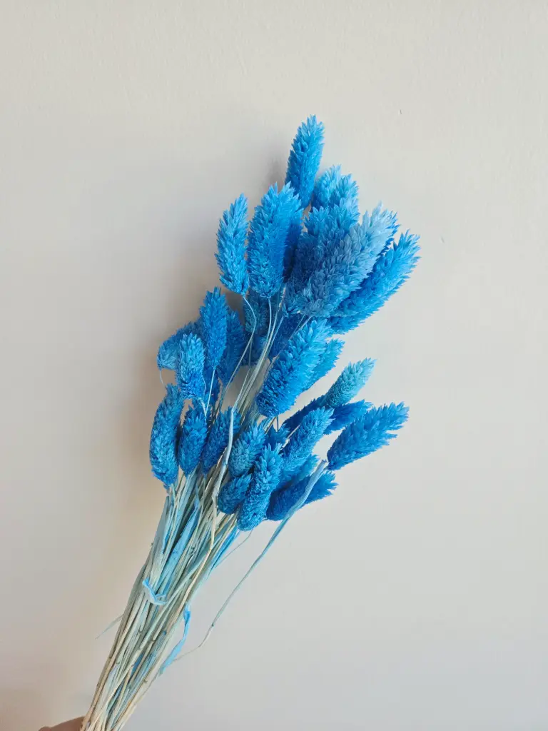 Royal Blue/Gem Grass(phalaris)
