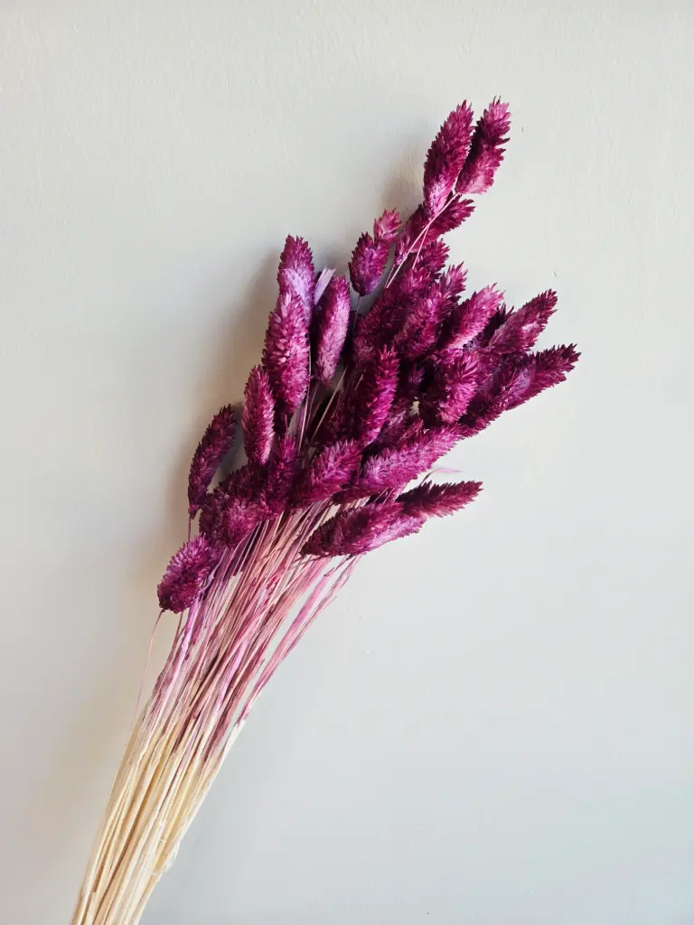 Crimson Purple / Gem Grass （phalaris）