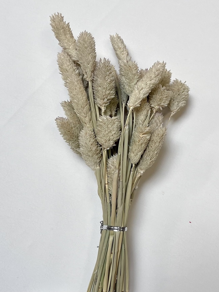 Natural/Gem Grass （phalaris）