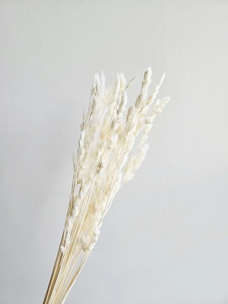 White/Fairy Grass