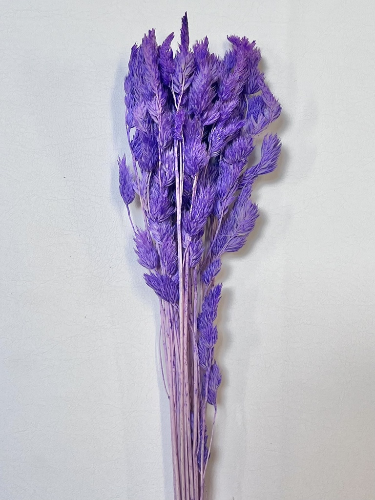 Deep Purple/Fairy Grass