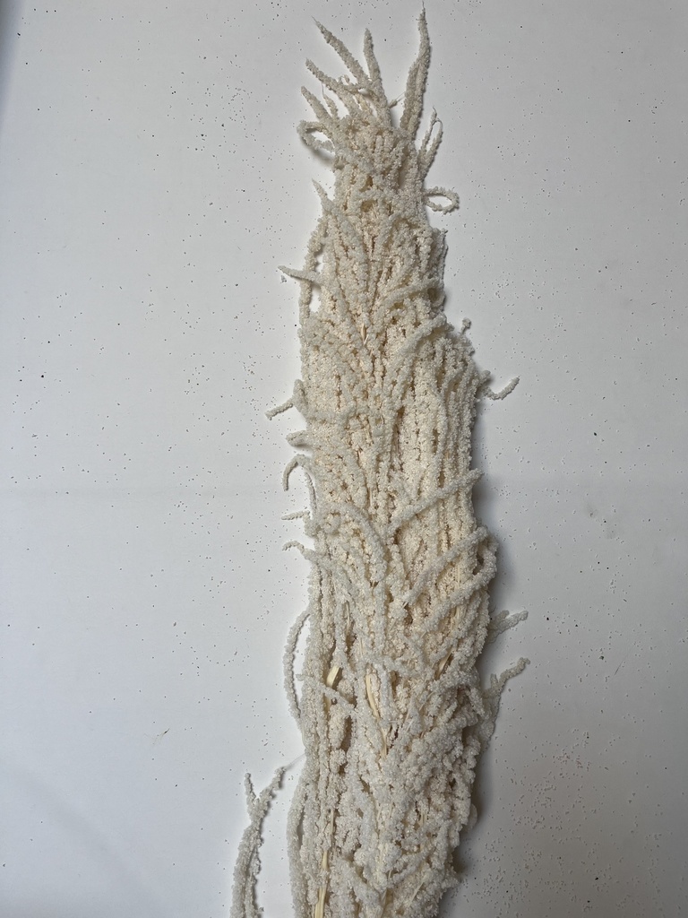 White/Urith Amaranthus