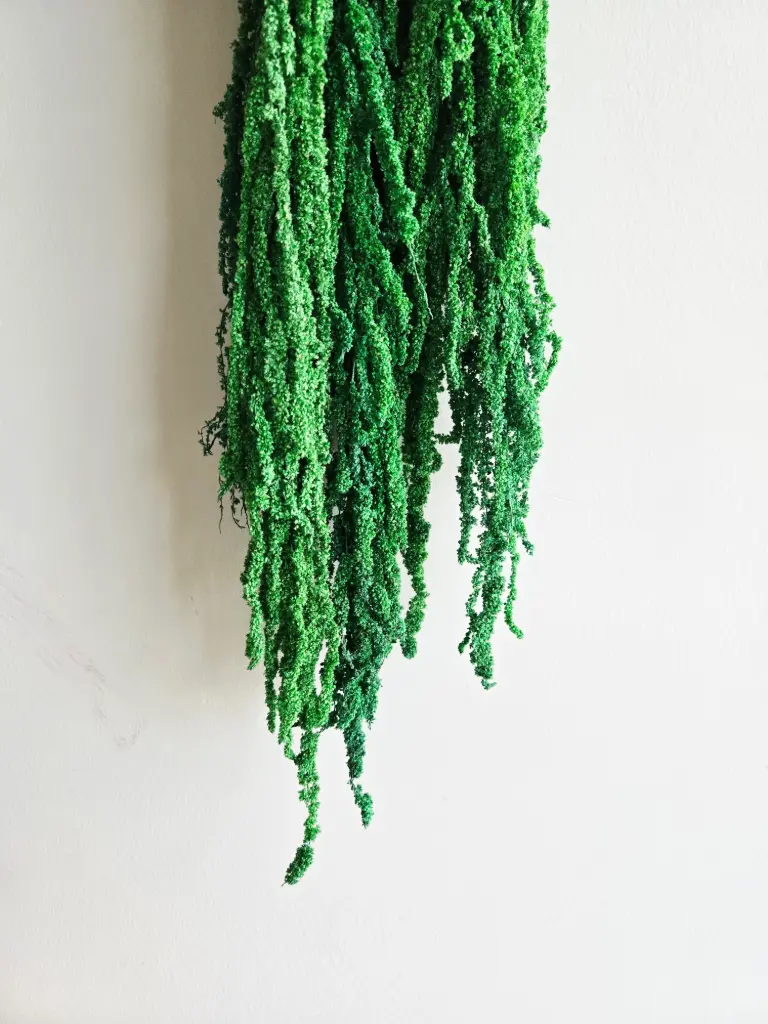 Dark Green/Amaranthus