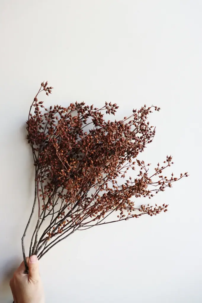 Brown/Millet fruit