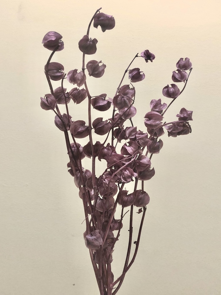 light redish purple/Lantern Flower
