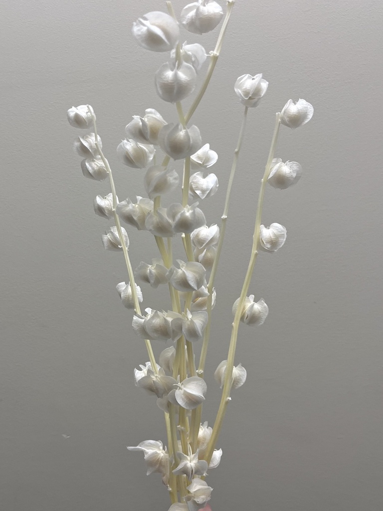 white/Lantern Flower