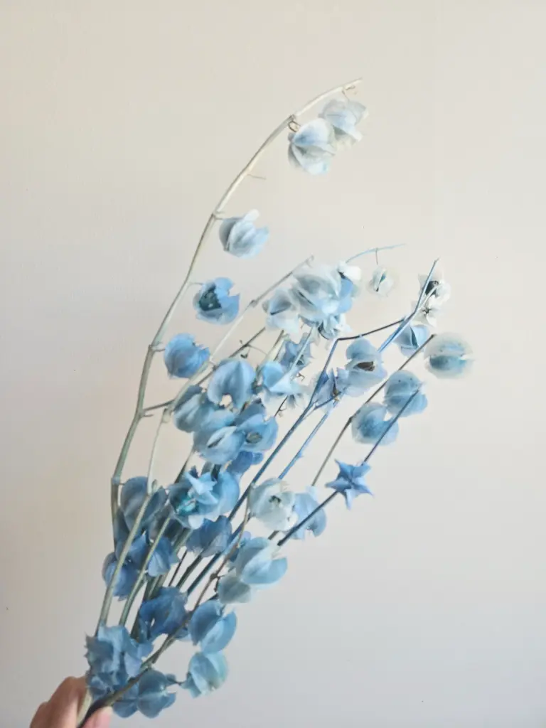 Blue / Lantern Flower