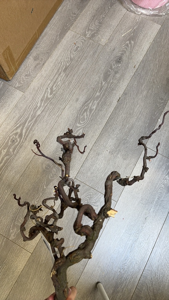 jujube twig