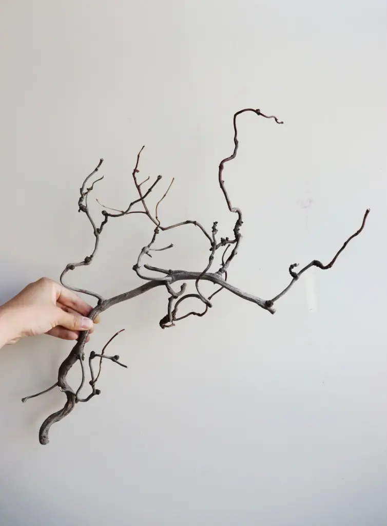 Jujube Twig