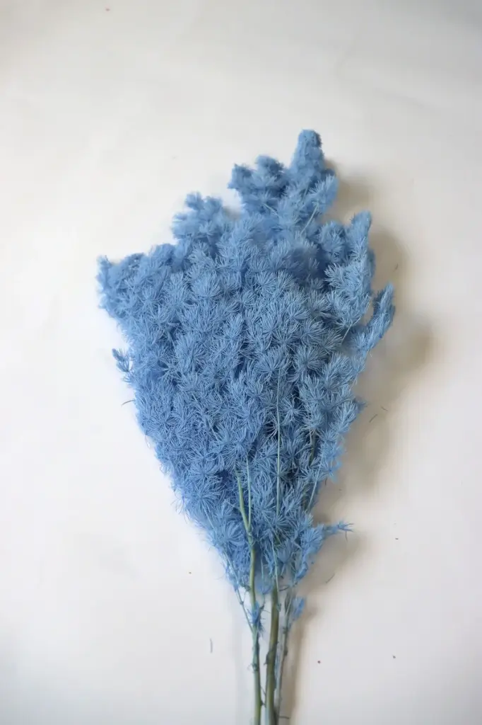 Sky Blue / Ming Fern