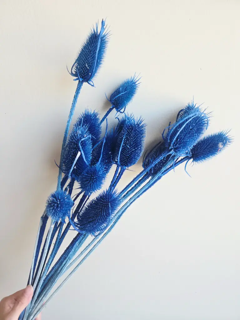 Royal Blue / Thistle Pods