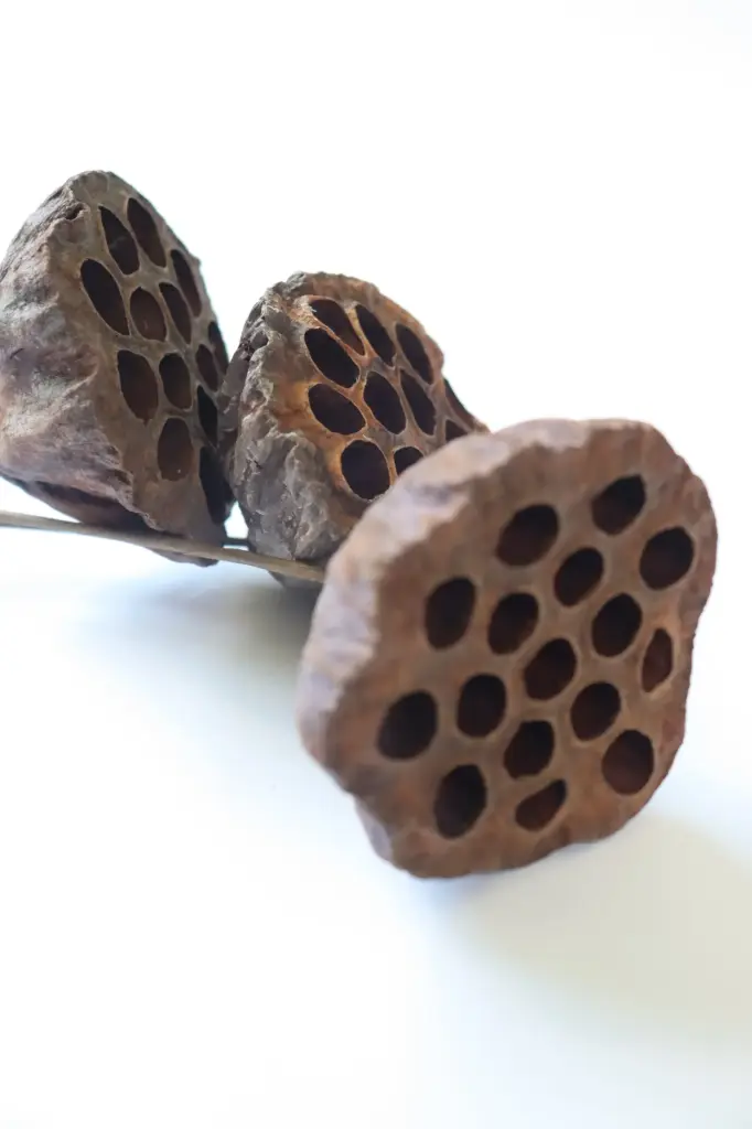 Dark Brown/Lotus Seed