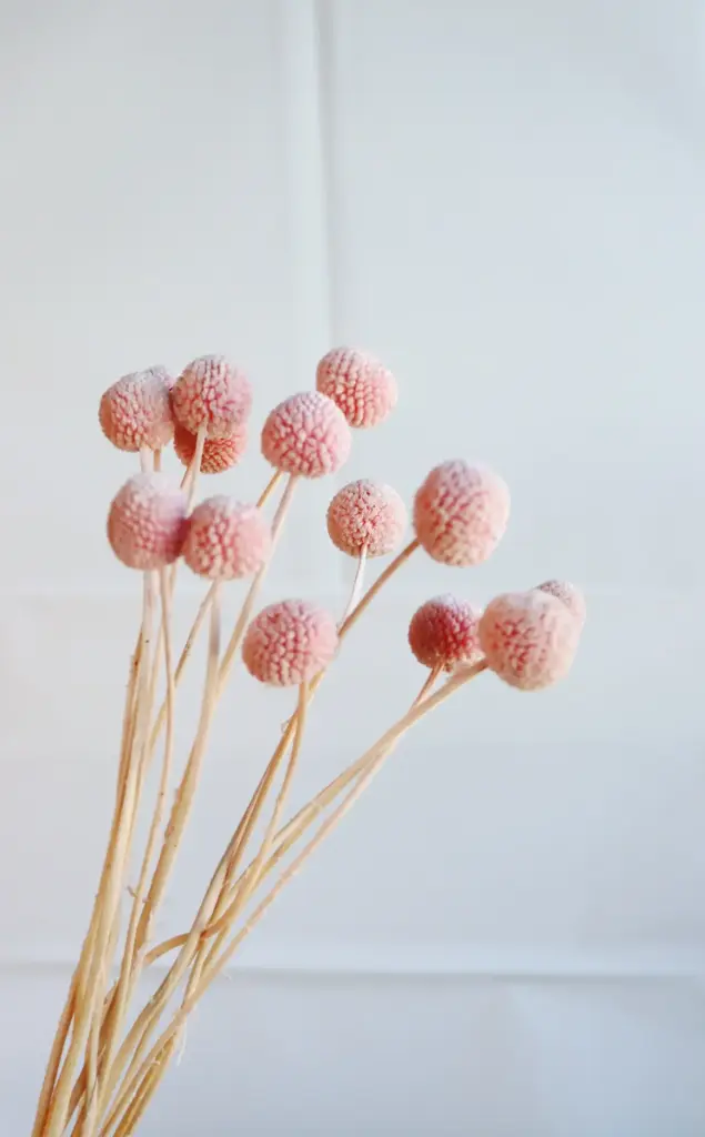 Pink / Billy Ball