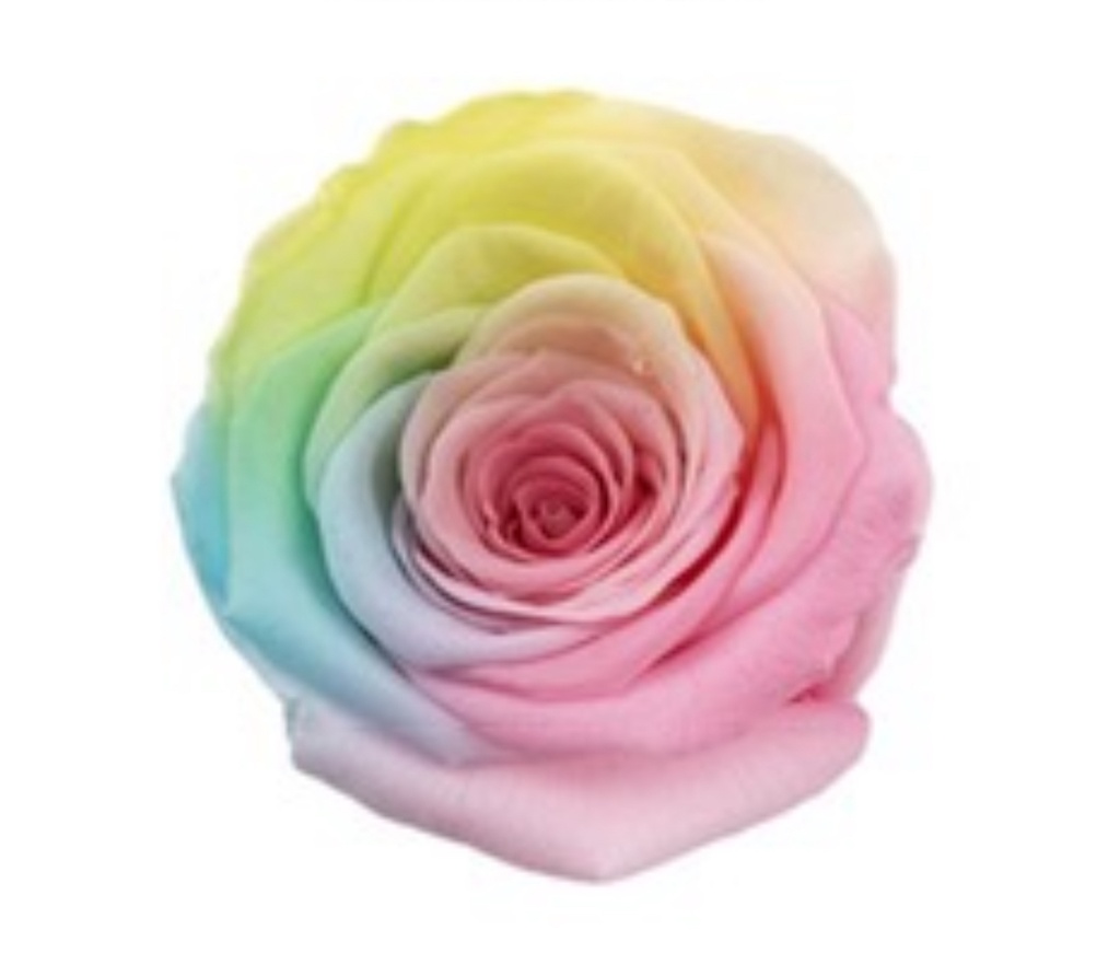 Unicorn / Preserved Rose (multi-colour)