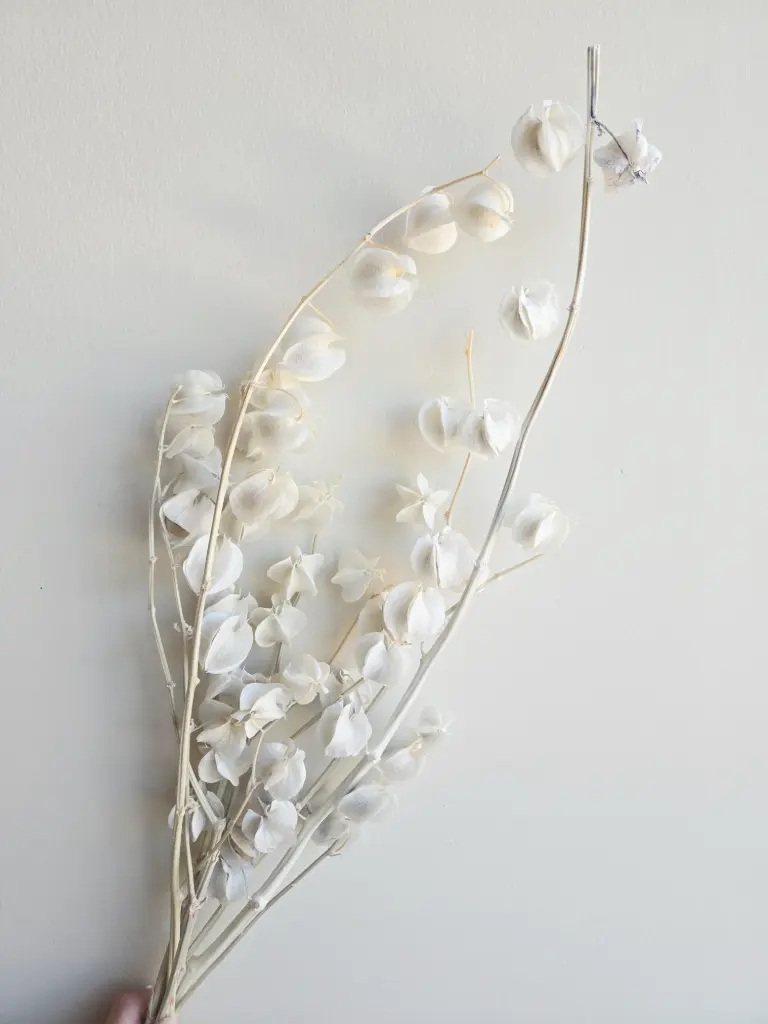 Light Grey/Lantern Flower