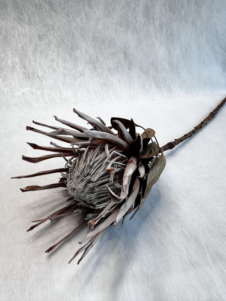 Natural Color/King Protea