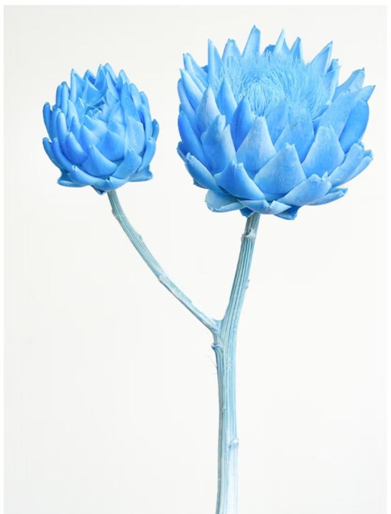 Sky Blue/Single Stem/Artichoke